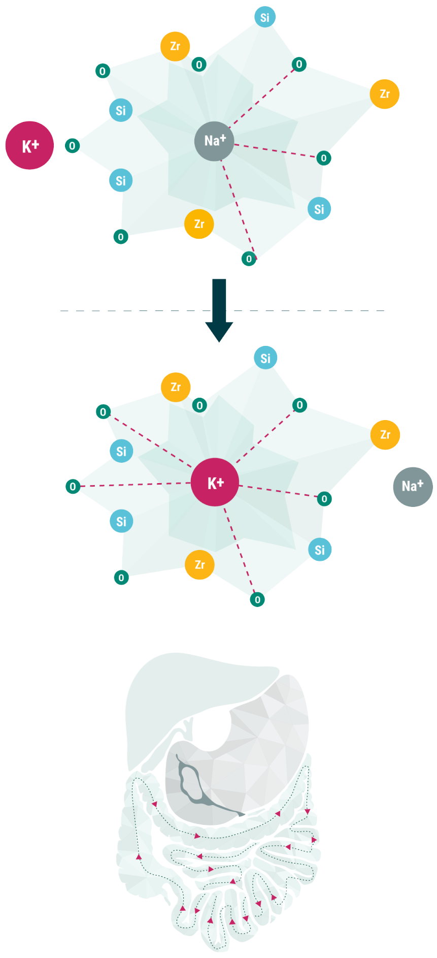 Mechanism of Action