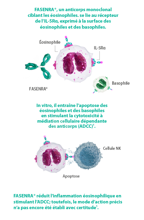about-fasenra-ADCC