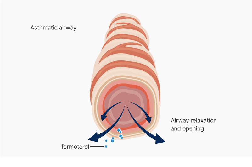 Formoterol mechanism of action – airway relaxation and opening