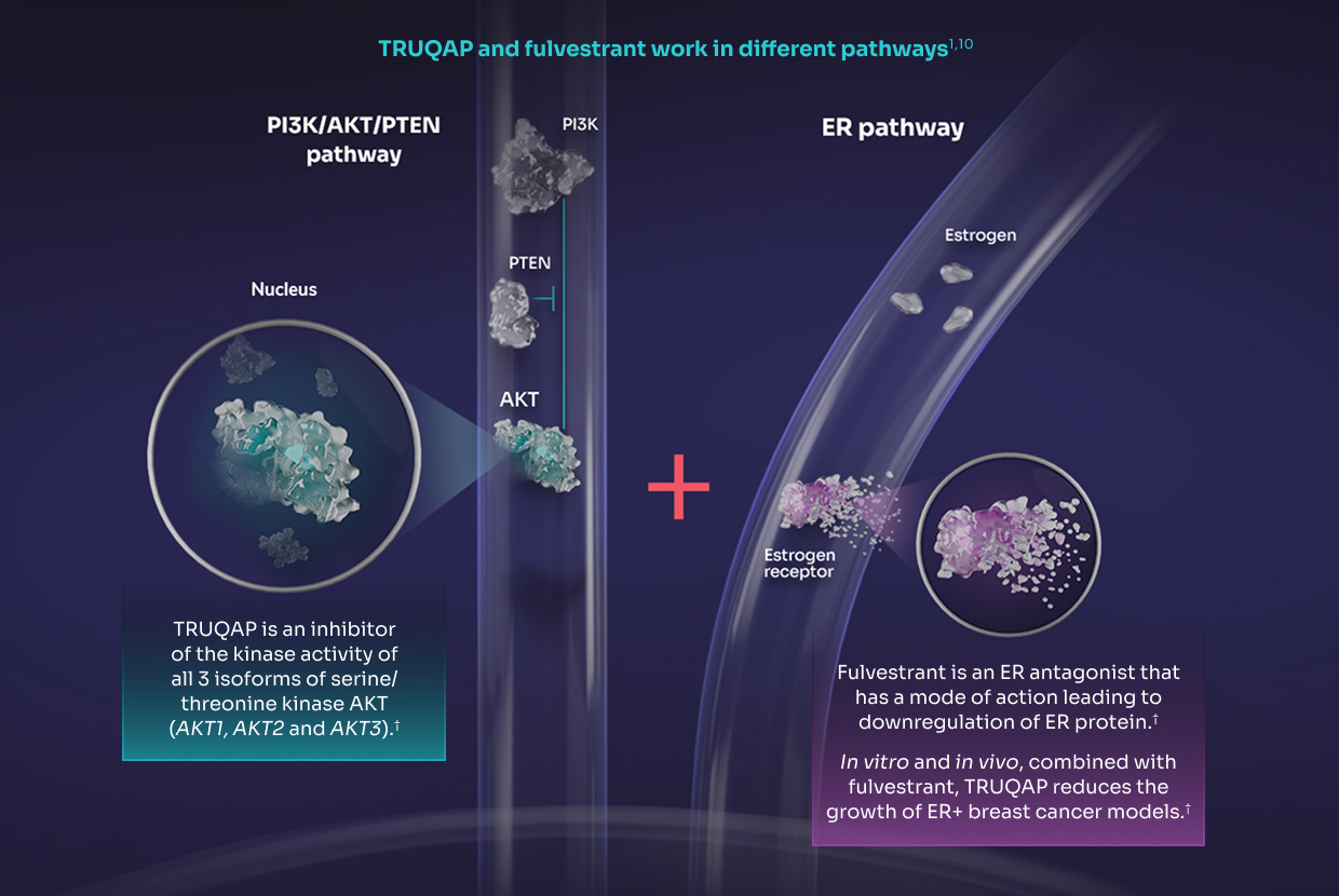 TRUQAP and fulvestrant work in different pathways<sup>1</sup>