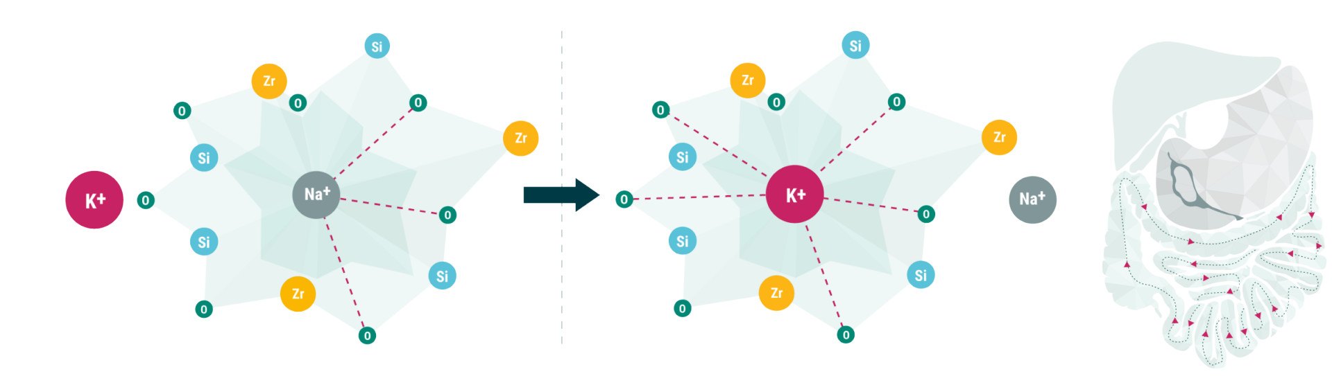 Mechanism of Action