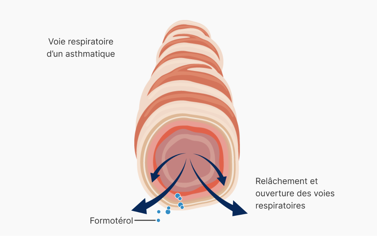 Mode d’action du formotérol – relâchement et ouverture des voies respiratoires