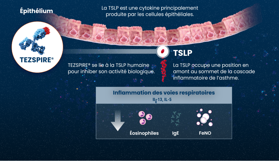 Thymic stromal lymphopoietin (TSLP) 