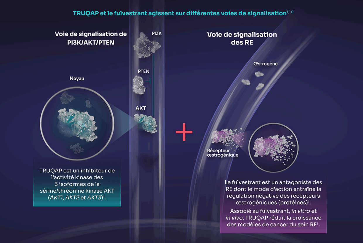 TRUQAP and fulvestrant work in different pathways<sup>1</sup>